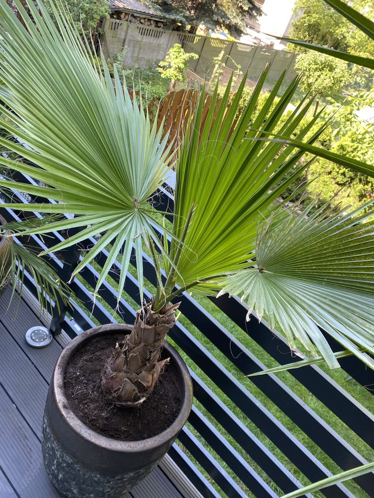 Washingtonia robusta Palma Meksykańska