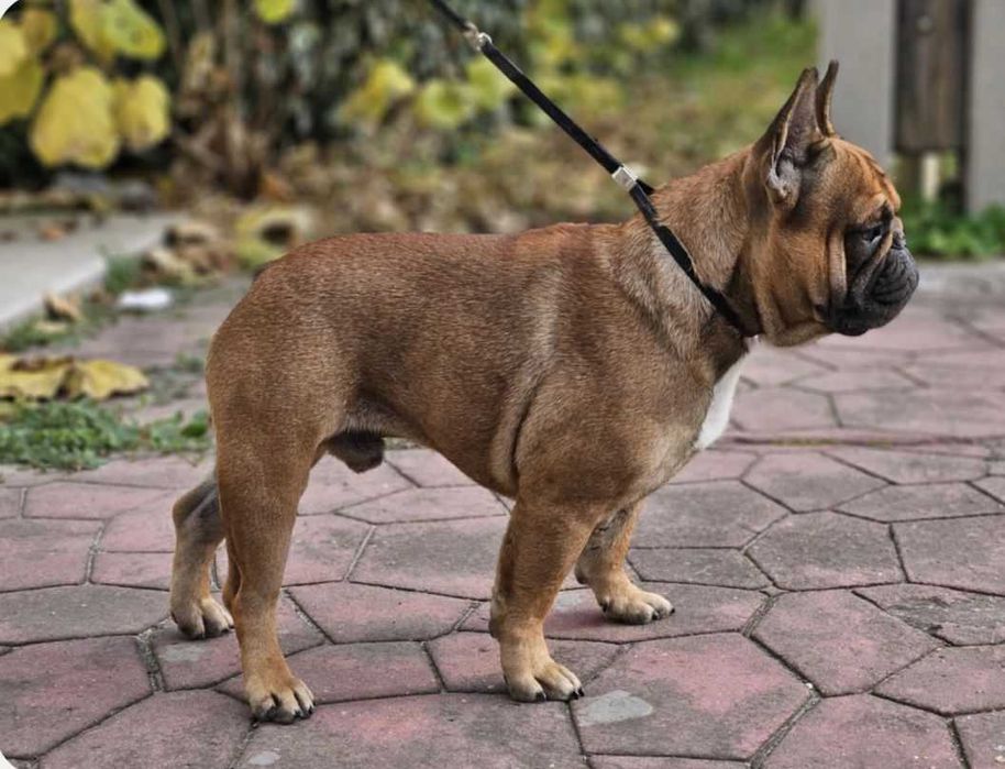 Buldog francuski fci szczenie