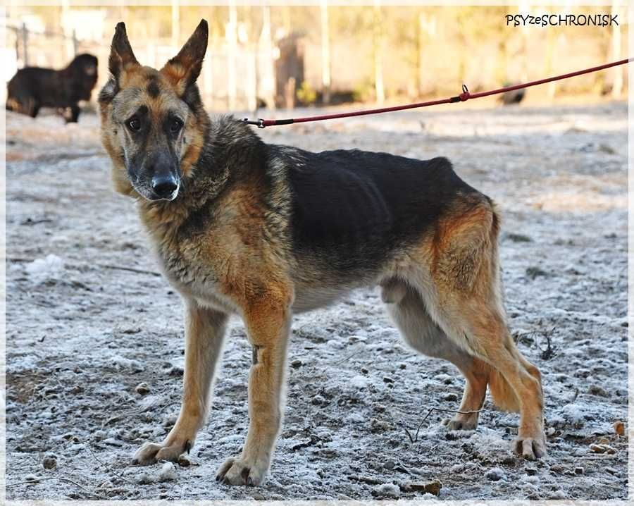 Taylo - owczarek o oczach najpiękniejszych na świecie
