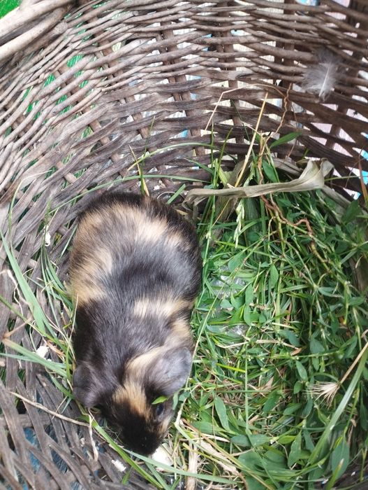 Морская свинка 1 месяц