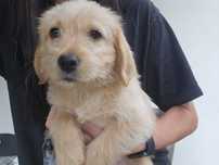 Labradoodle sunia doodle