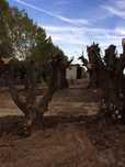 Oliveiras centenárias e terra para jardins