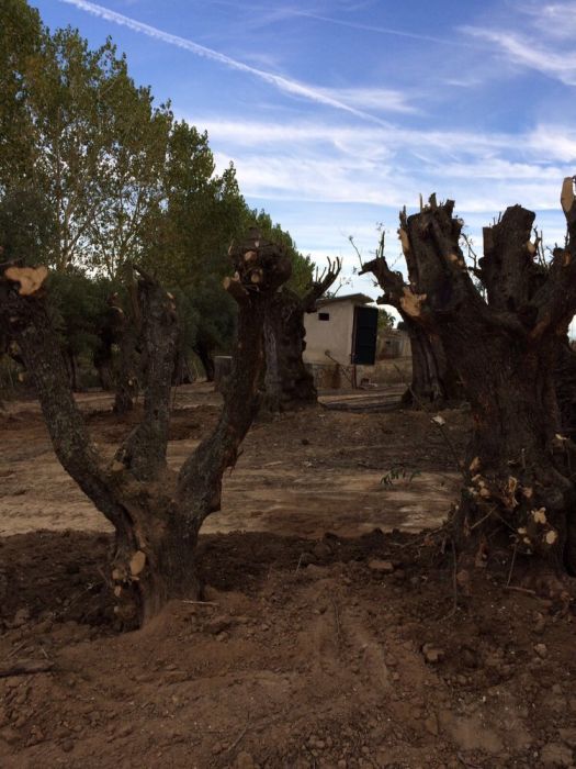 Oliveiras centenárias e terra para jardins