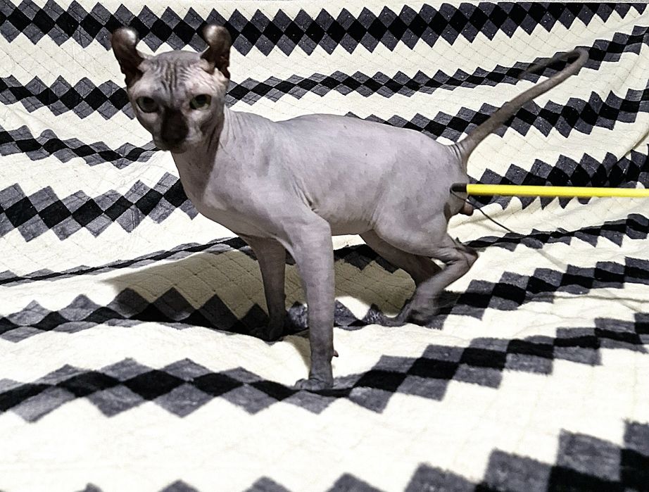 Мальчик породы Эльф