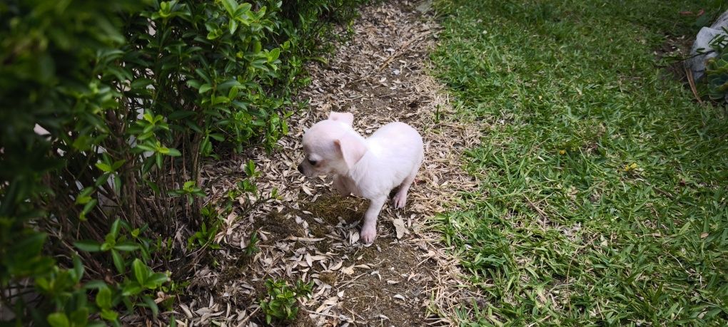 Chihuahua fêmea disponível para entrega imediata