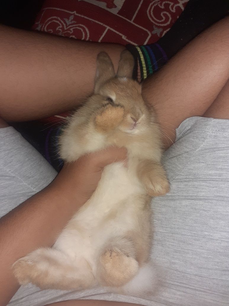 Coelhos anões fofos