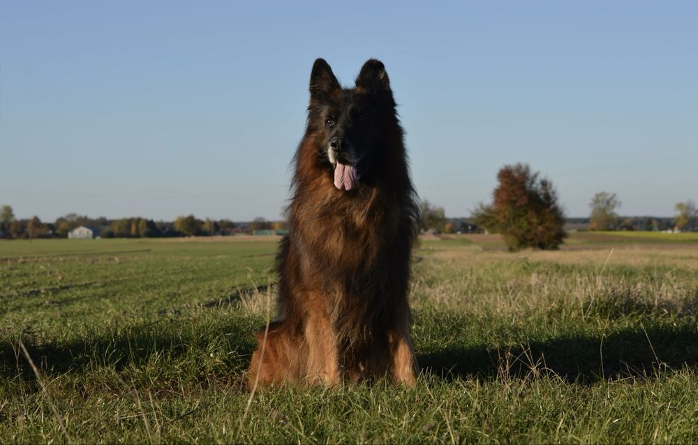 Owczarek Niemiecki Długowłosy Samiec