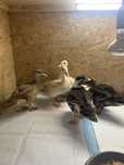 Call duck mandarynki