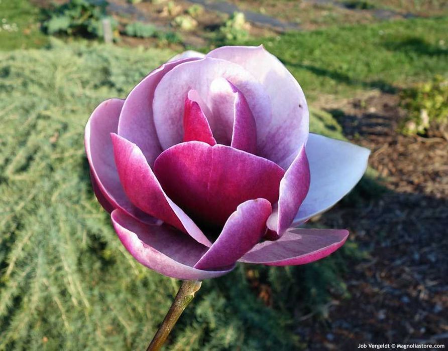 Магнолія Рододендрон Гортензія Сакура Катальпа Півонія Жимолость Ківі