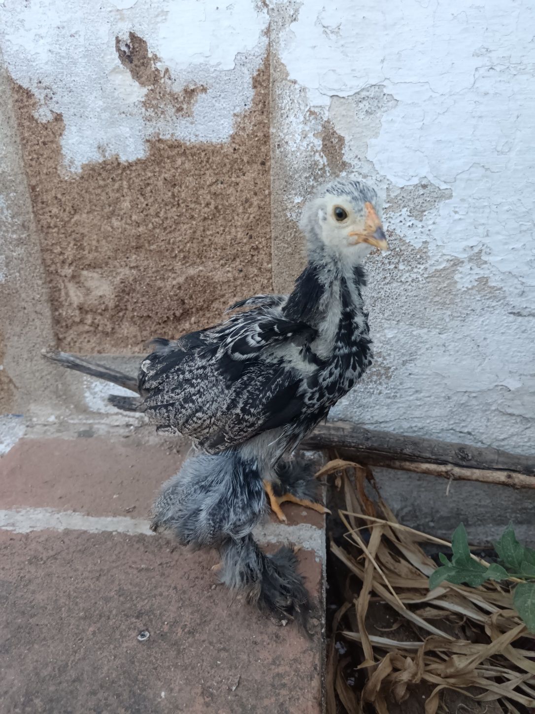 Galo brahma dark