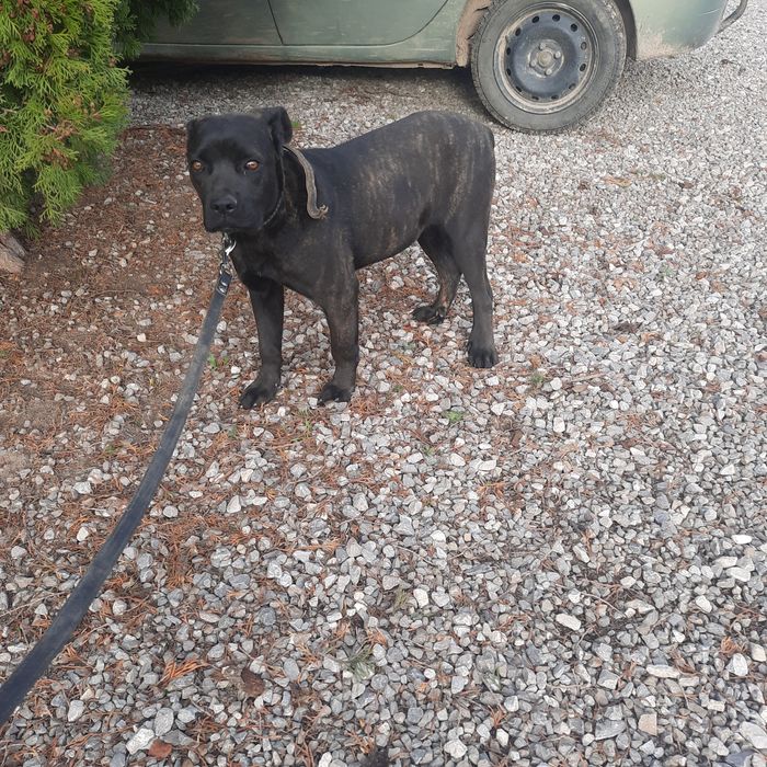 Suczka cane corso.
