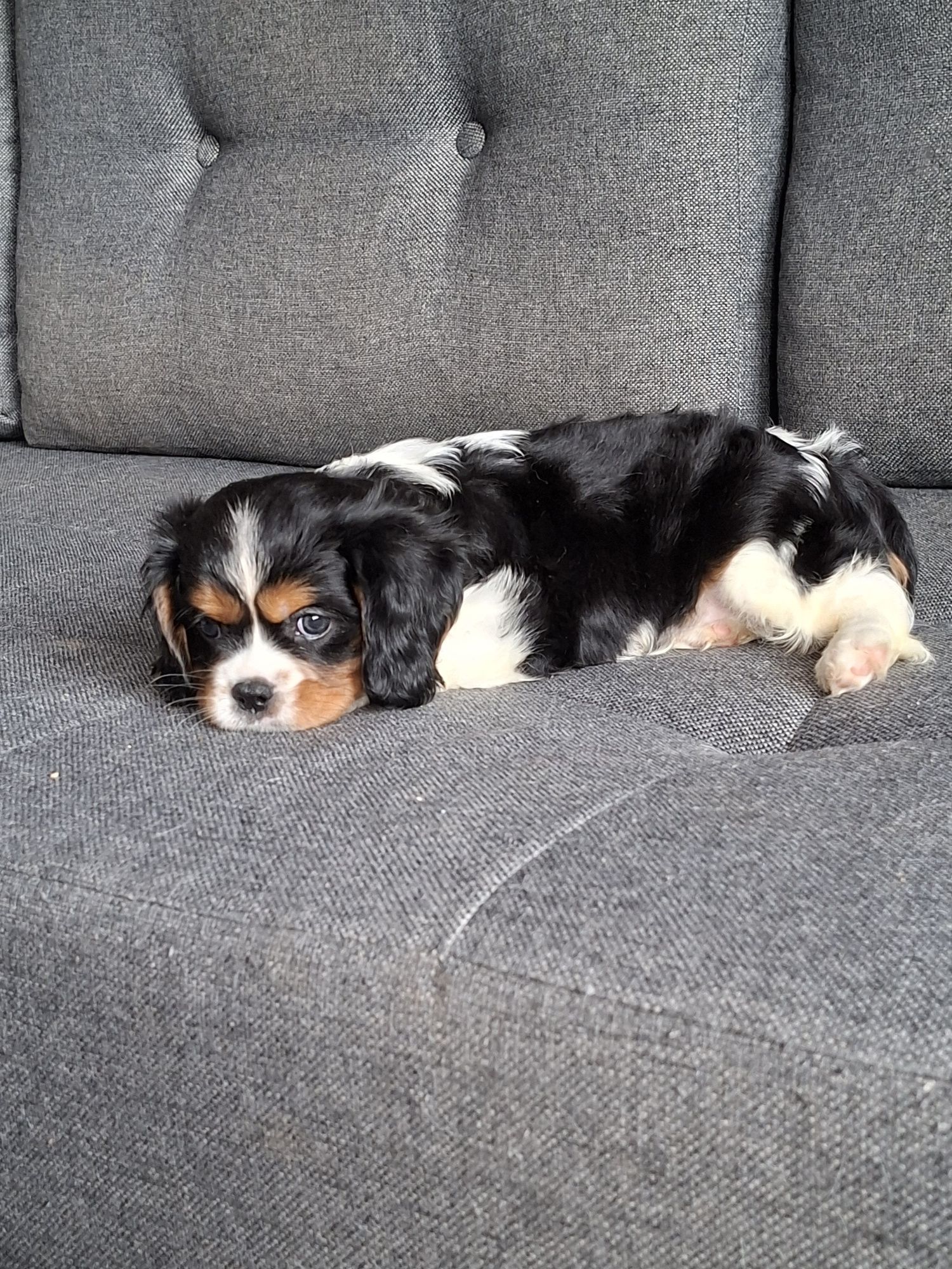 Cavalier King Charles Spaniel piesek