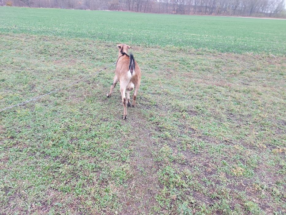 Англо-нубійський цап на покриття