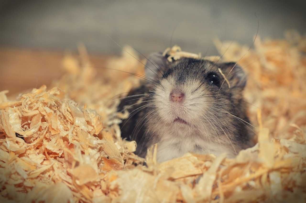 Chomik Dżungarski, chomiki, gryzoń