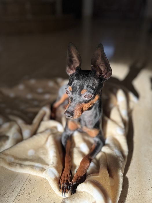 Pinczer minuaturowy  pies z rodowodem