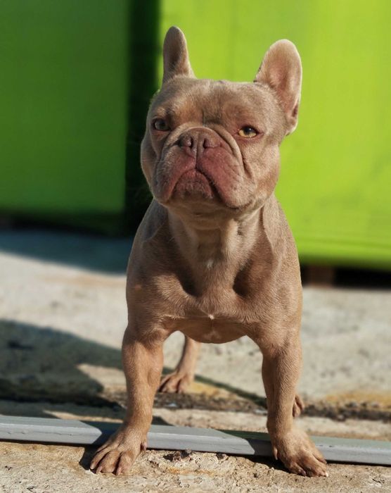 Цуценя французький бульдог дівчинка