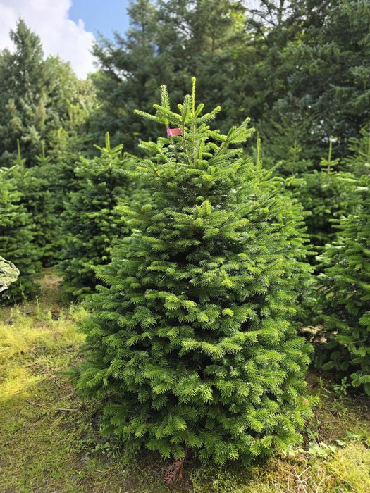 Jodła kaukaska pierwsza klasa