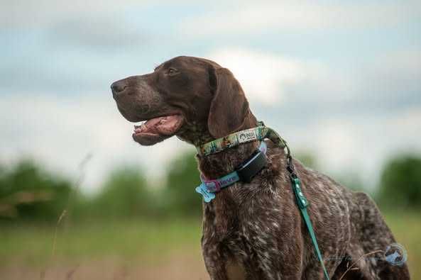 Elvis w typie wyżeł niemiecki krótkowłosy do adopcji