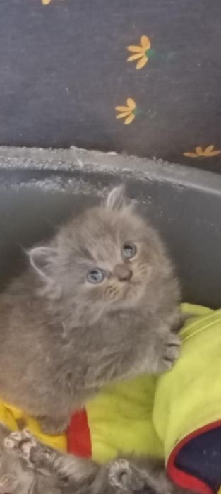 Menino persa blue tpop