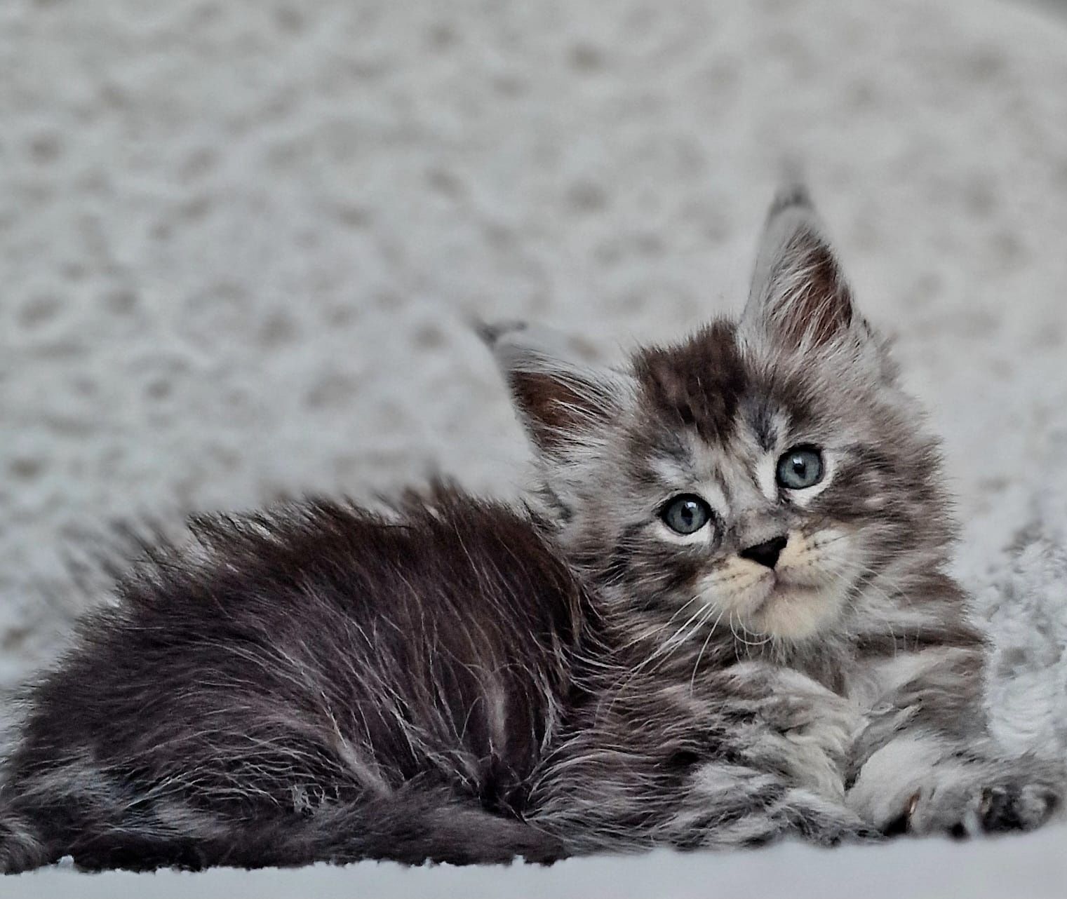 Maine coon, czarna srebrzysta klasycznie pręgowana kotka do hodowli