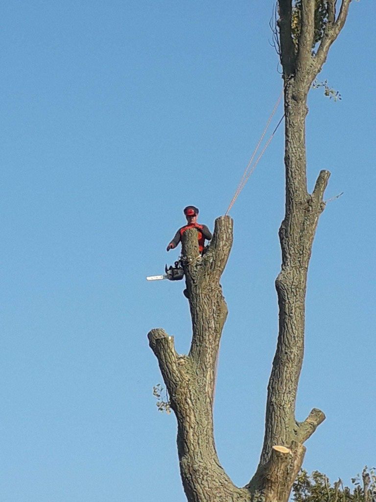 Wycinka i pielęgnacja drzew metoda alpinistyczną