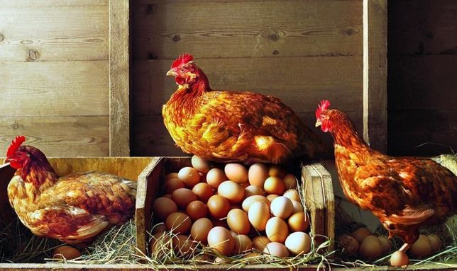 Инкубационное яйцо яично мясная порода
