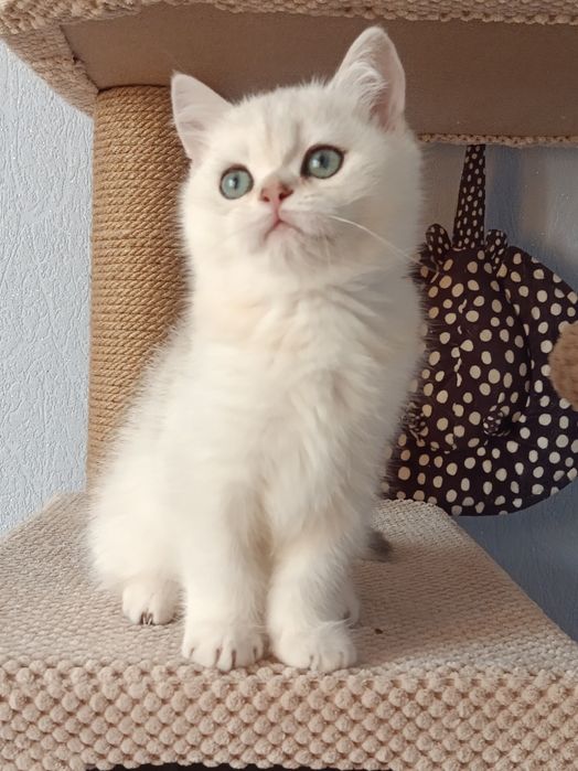 Няшний хлопчик вільний