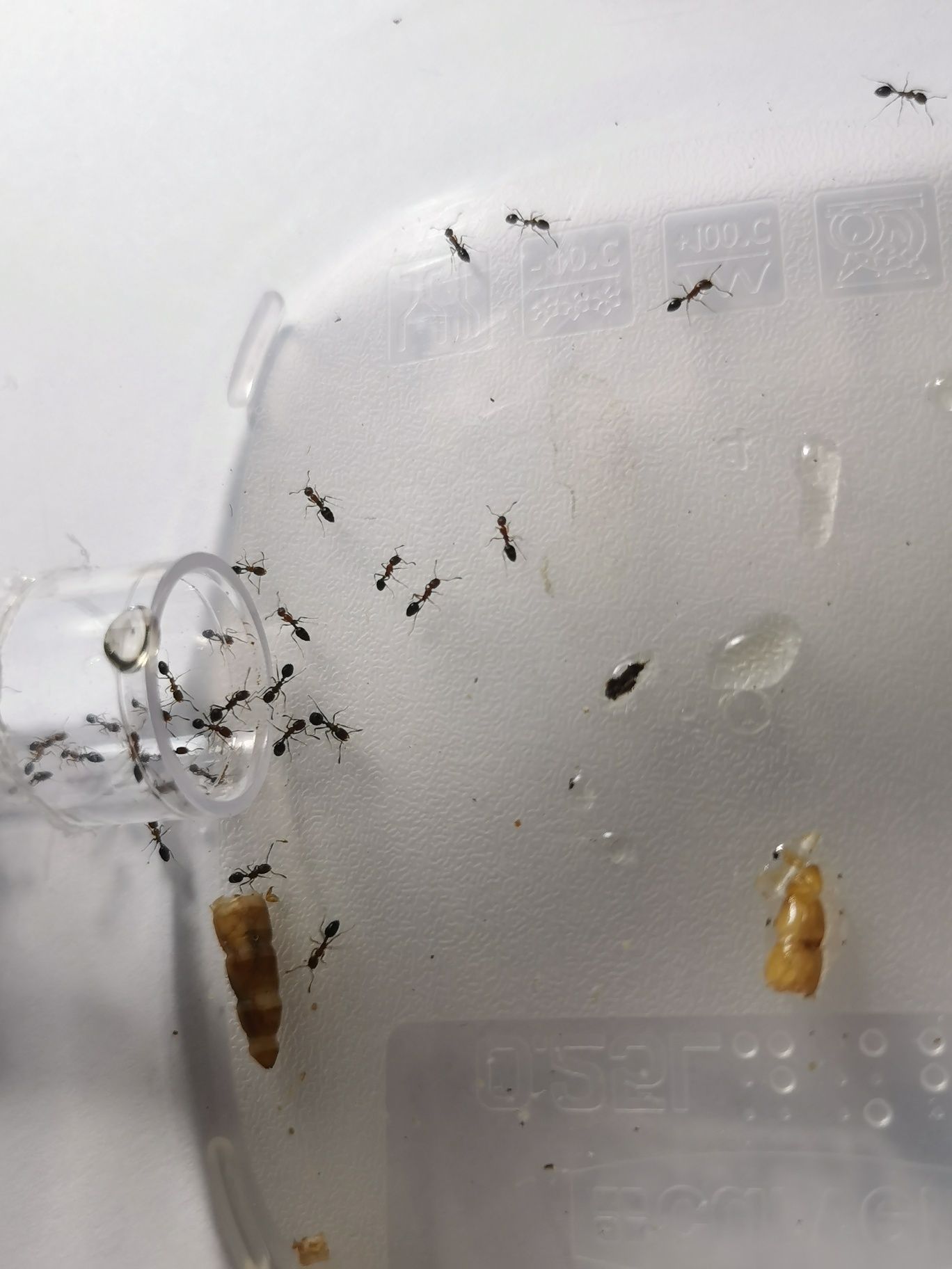 Monomorium subactum 1Q+ 100w