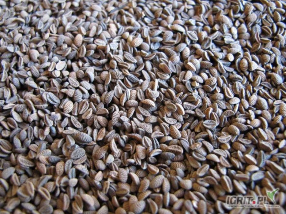 Łubin , Facelia , Seradela , Gorczyca poplon