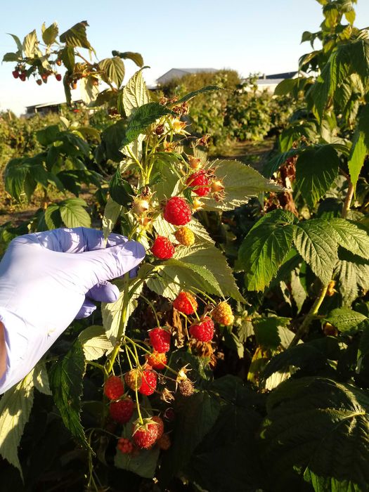 Sadzonki malin jesienna Poemat