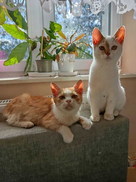 Kania i Rydz - kotki z lasu