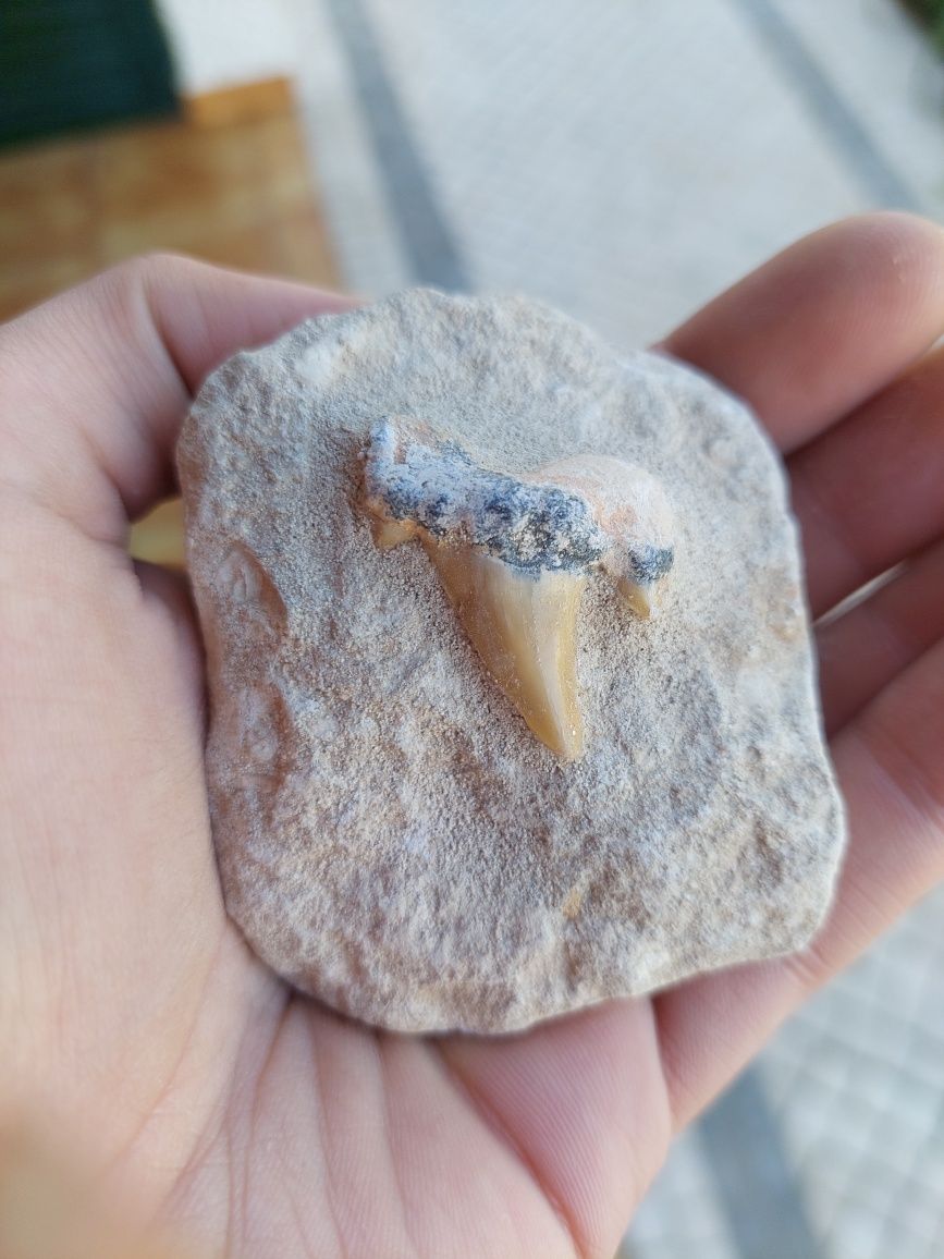 Fóssil dente de tubarão