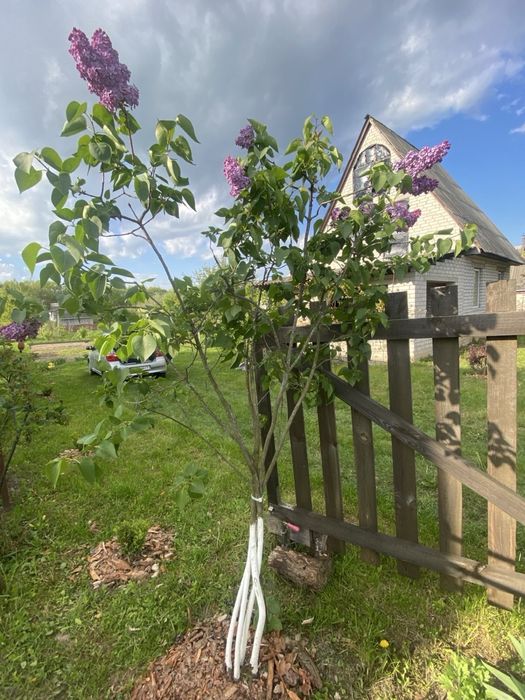 Дача Кролевецький район(траса)