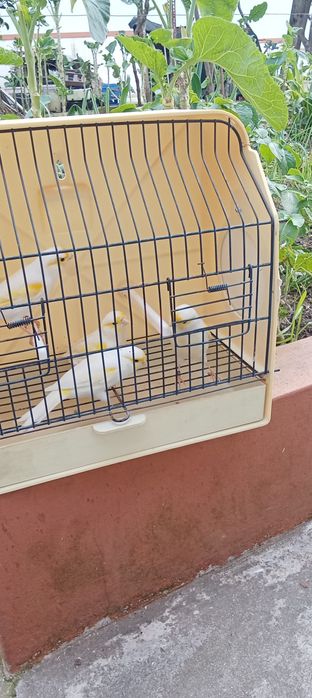 Canários machos e fêmeas 2025 várias raças