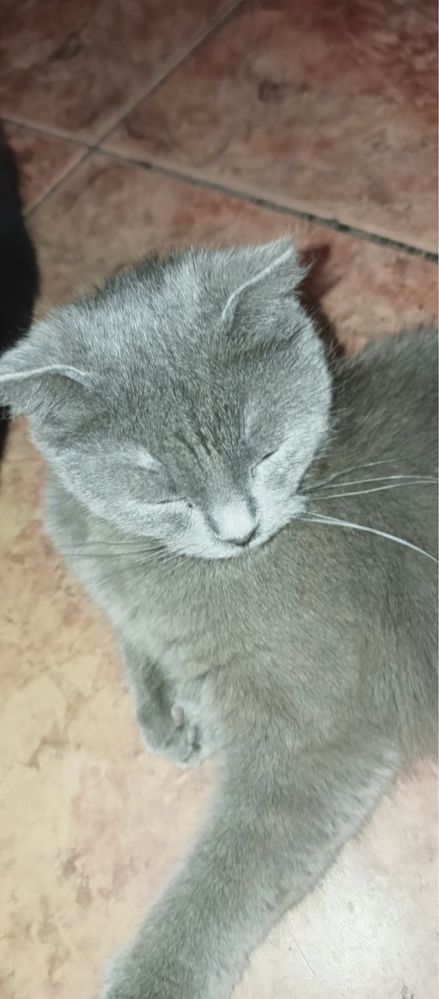 Продам котят, вислоухі 500