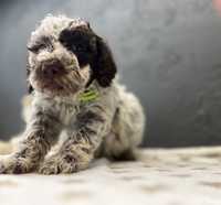 Szczenię Lagotto Romagnolo FCI