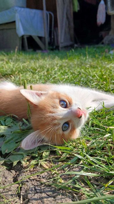 Подарую в добрі руки кошенят