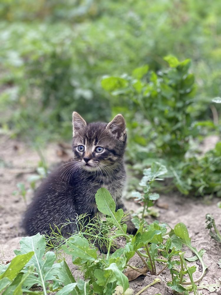 Віддамо подаруємо котенят