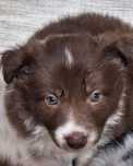 Suczka Border Collie Czekoladowa