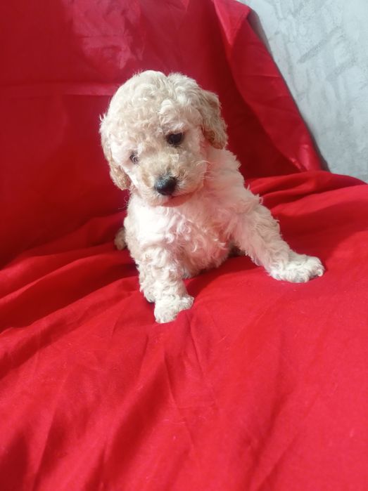 Мальтіпу хлопчик