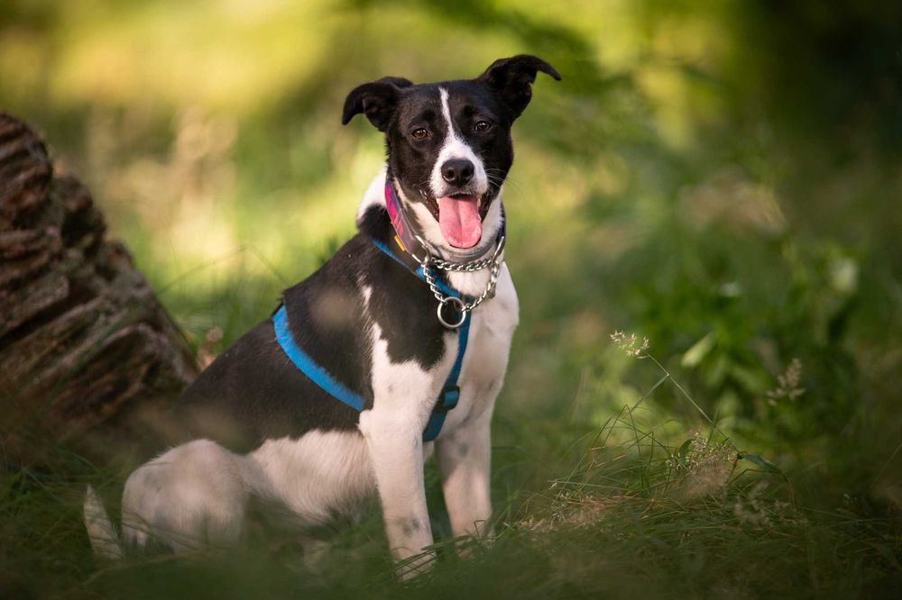 Nieśmiały Magni marzy o opiekunie z sercem i cierpliwością