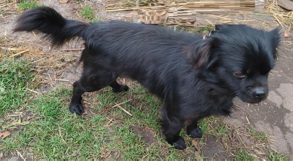 Чапа, хлопчик шукає дім