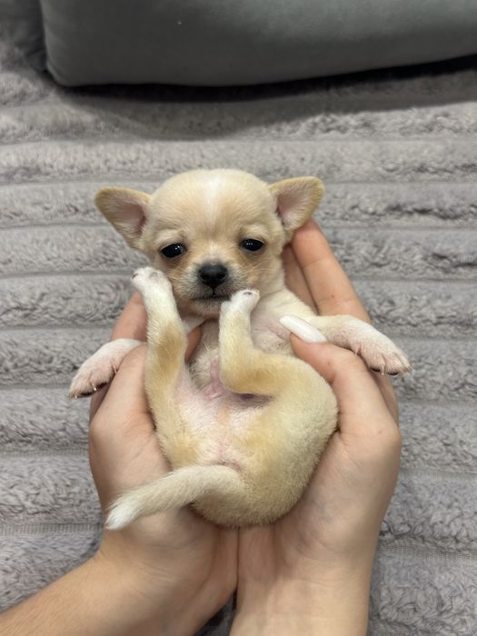 Хлопчики чихуахуа