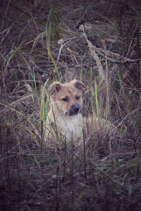 Дім для Дівчинки!безкоштовно