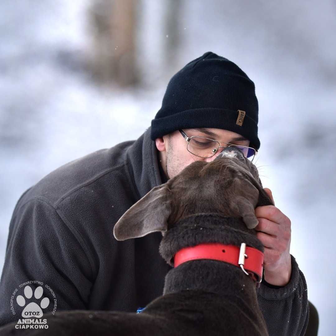 Yukon - wulkan energii czeka na dom! OTOZ Animals Schronisko Ciapkowo