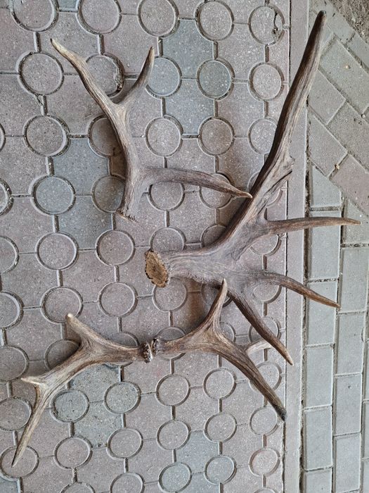 Sprzedam rosochy łosia