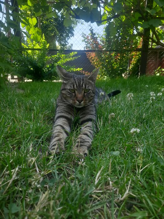 Zaginął kot, Murzynowo Leśne