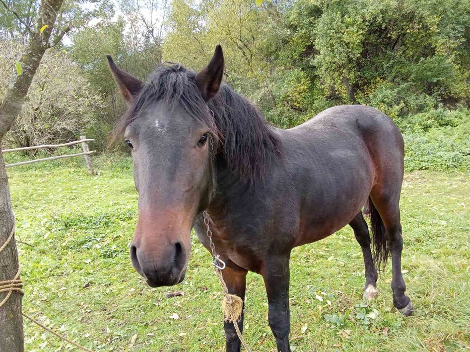 Продам два жеребця