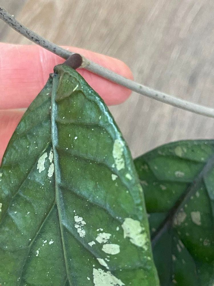 Hoya sp. Aceh splash. Хойя.