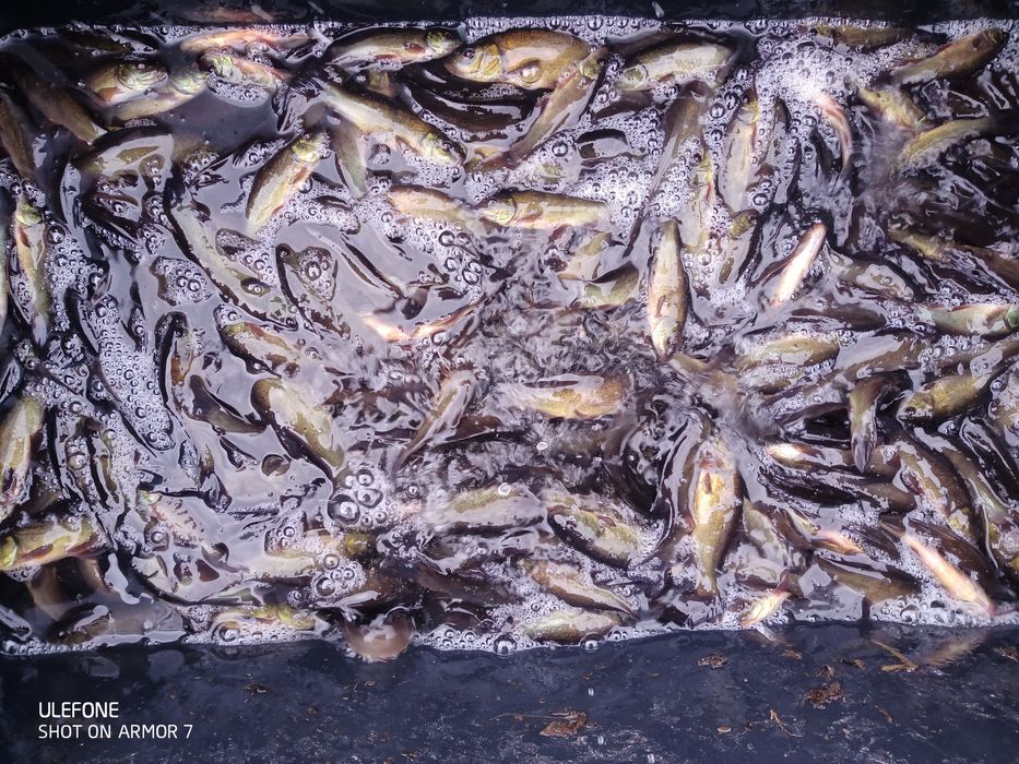 Lin narybek   4zł sztuka